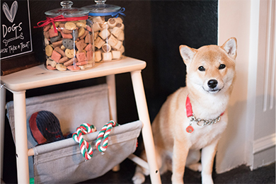Dog friendly pub in Kew | The Tap on the Line,